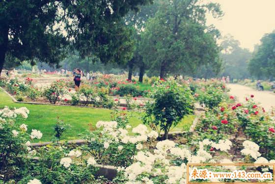 八字五行木旺缺金的人怎麽办 八字五行木旺缺金的人怎麽办