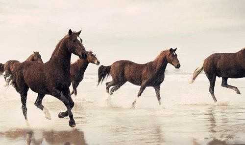 解析八字神煞驿马 解析八字神煞驿马