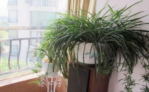 五行属木的人缺什麽 五行属木的人缺什麽