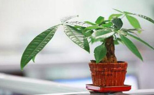适合种植物的八字