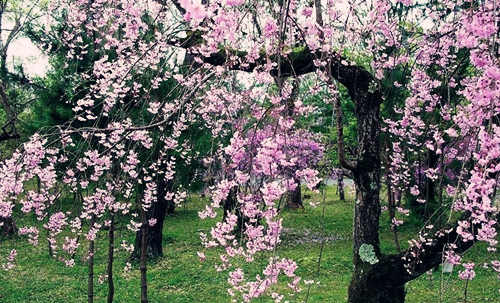 八字神煞看桃花详解 八字神煞看桃花详解