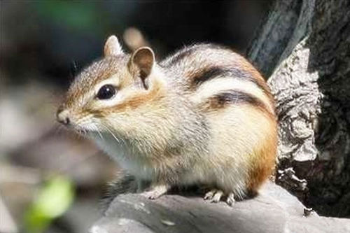 五鼠遁口诀于八字中的应用 五鼠遁口诀于八字中的应用