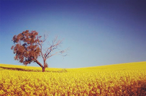 八字五行金旺缺木的人怎麽办 八字五行金旺缺木的人怎麽办