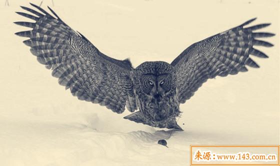 枭神大运是什麽意思