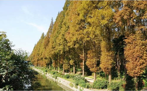 五行木多的女人命好吗