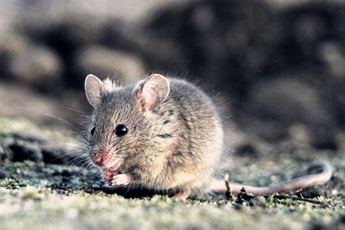 五鼠遁口诀于八字中的应用 五鼠遁口诀于八字中的应用