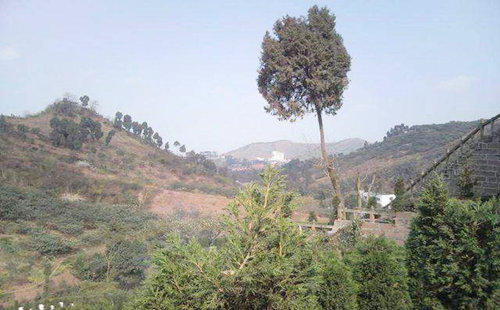 八字比劫食伤旺格局高吗