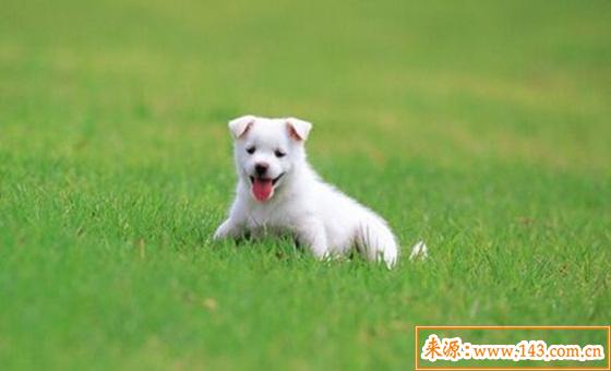 2006年出生的人是什麽命 2006年出生的人是什麽命