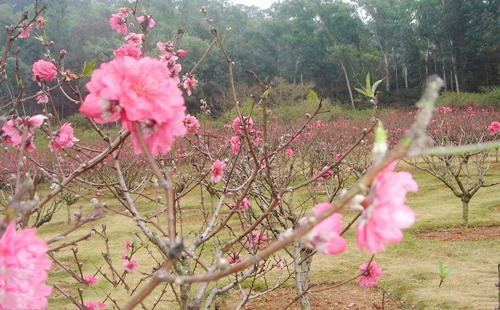 八字神煞看桃花
