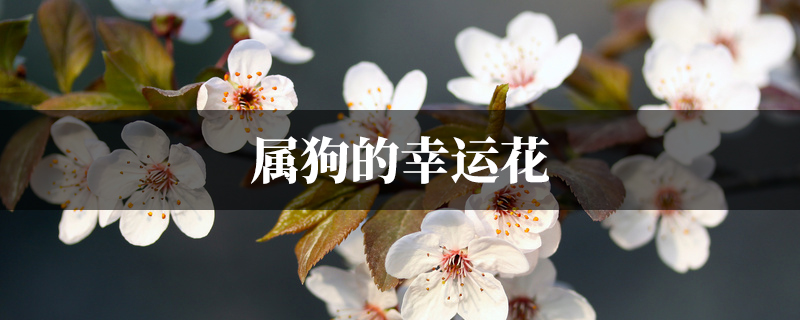 属狗的幸运花