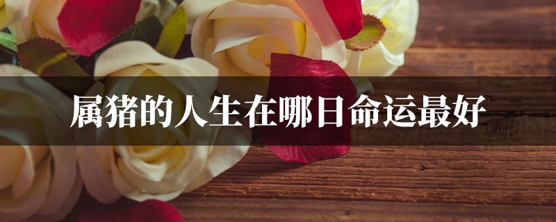 属猪的人生在哪日命运最好