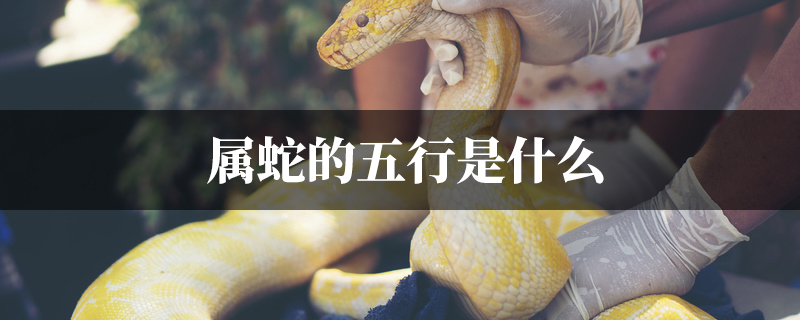 属蛇的五行是什麽