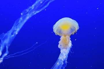 属鼠取名吉祥有福气女孩