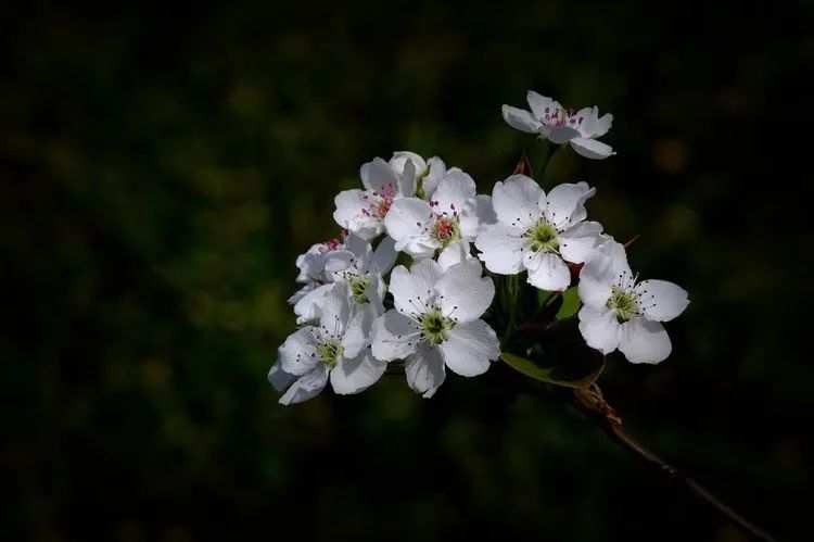 生肖羊十月运势桃花运