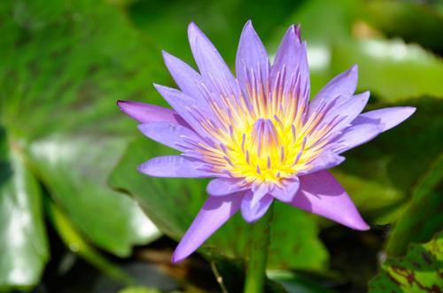 桃花运势旺上加旺