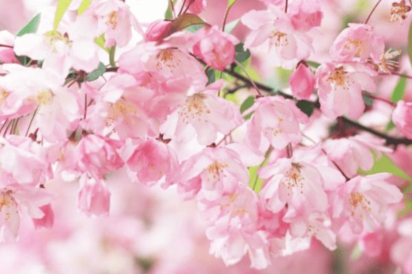 粉红色桃花运势