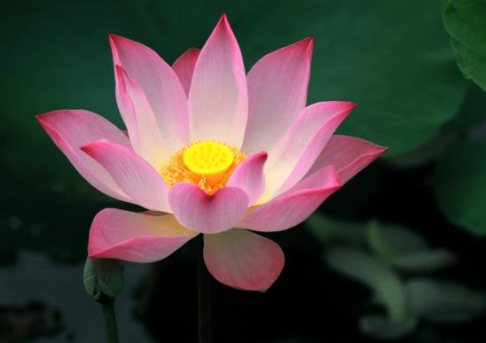 属龙人的桃花运势