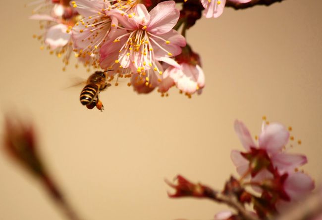 2017年桃花运势解析