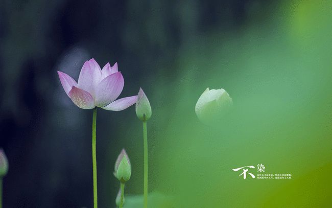 梦到走桃花运运势如何