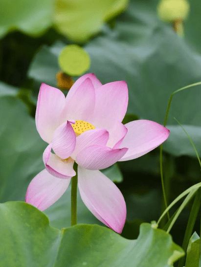 生肖鸡8月份桃花运势