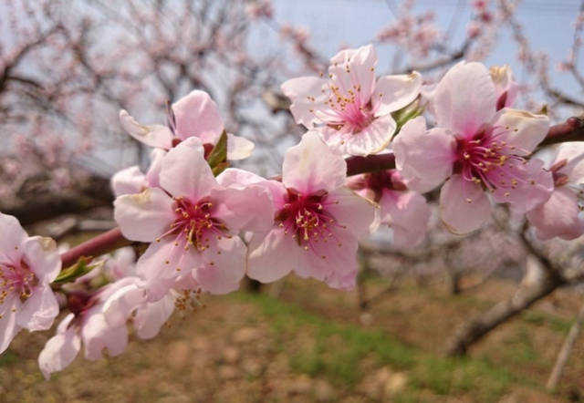 什么人的八字桃花运旺