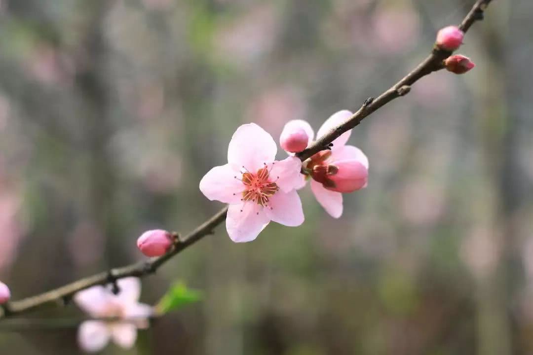 六月桃花运势