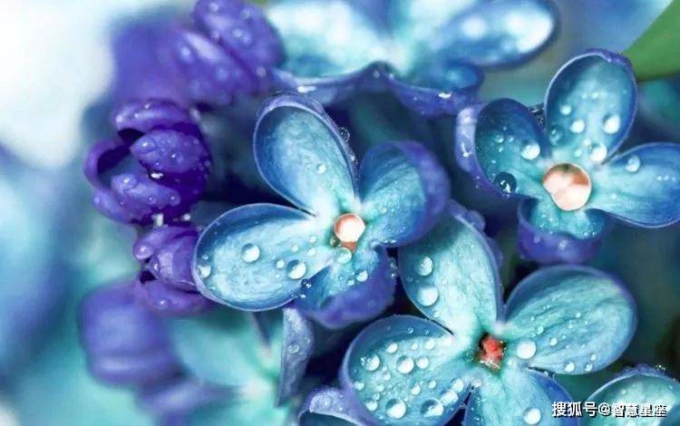 属羊巨蟹座2021年桃花运势