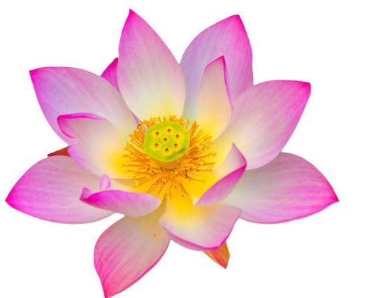 桃花运势旺盛的生肖