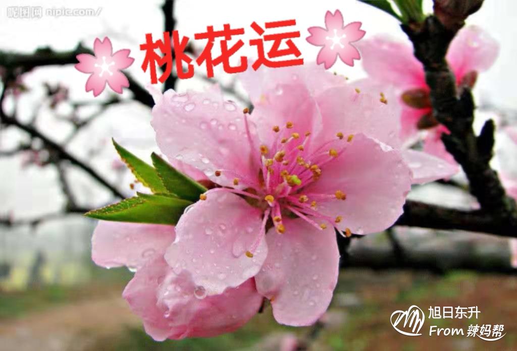 女人桃花运的八字特征有哪些