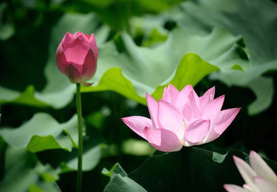 桃花运势旺盛的生肖