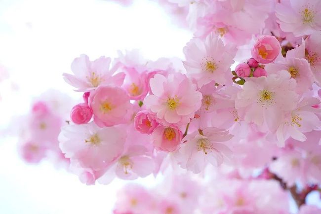 桃花运2021运势