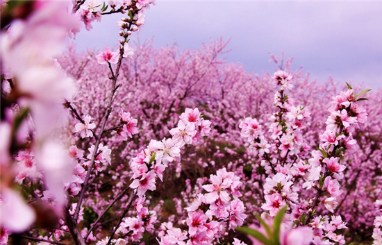 桃花运势是什么意思