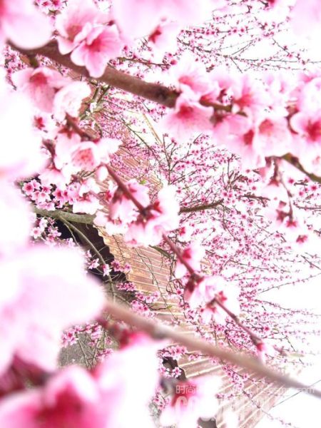 告知二月桃花运势