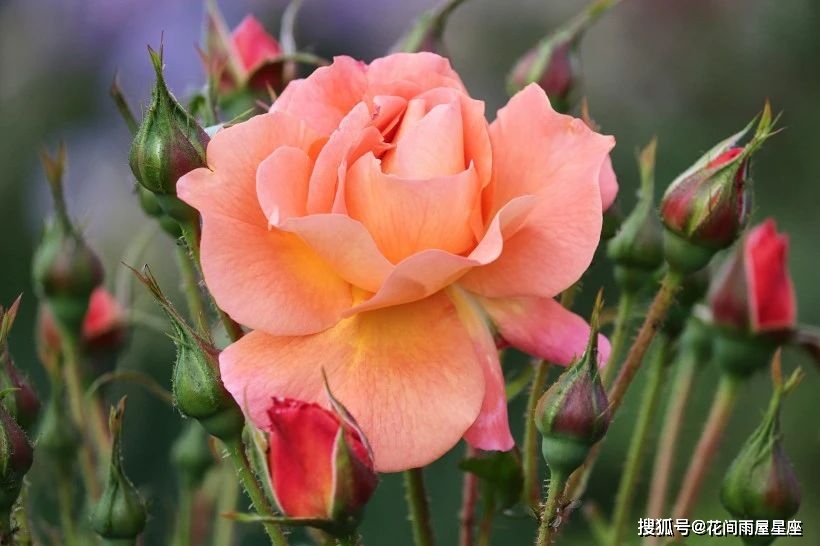 2021年5月桃花运最好星座运势
