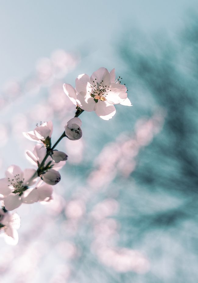 属鼠的今年桃花运运势
