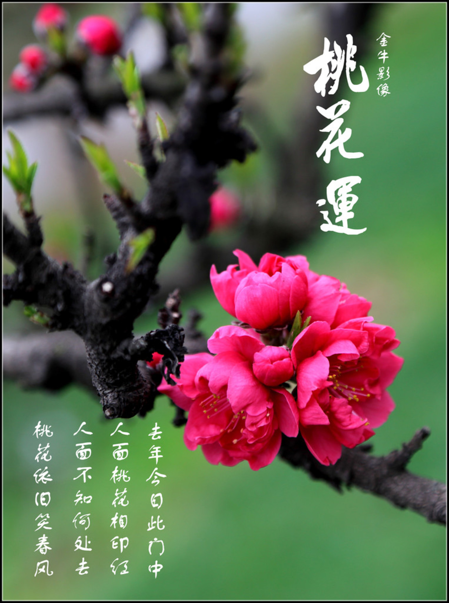 8月桃花运势高涨