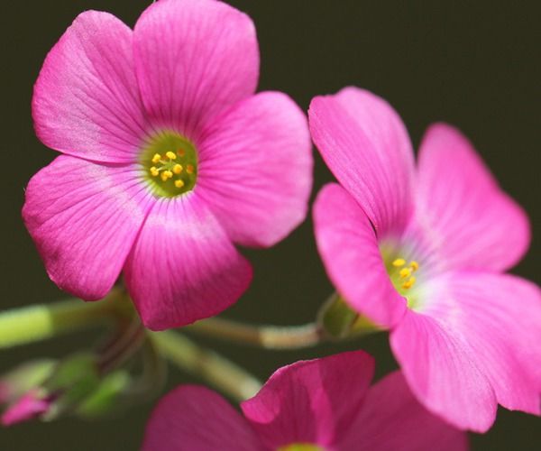 鸡桃花运势
