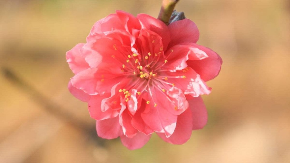 粉红色桃花运势