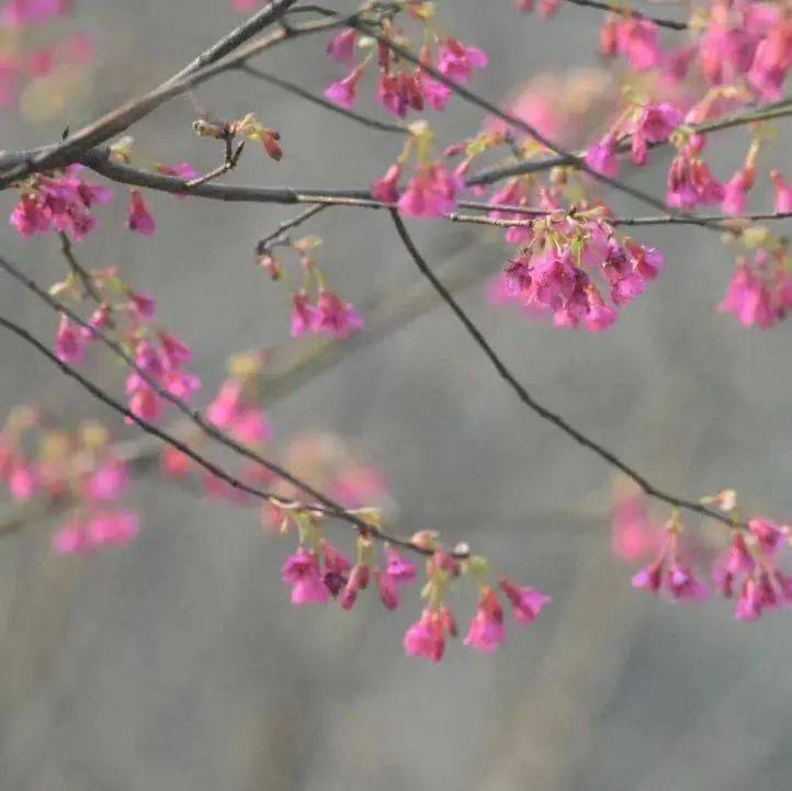 12月桃花运势旺上加旺
