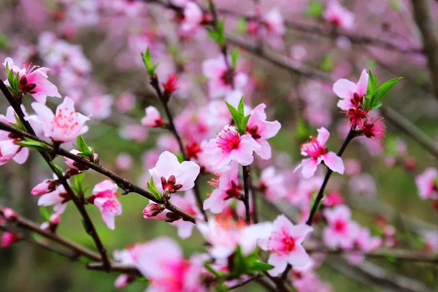 什么人的八字桃花运旺