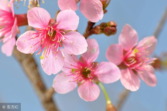 八字桃花运怎么增加