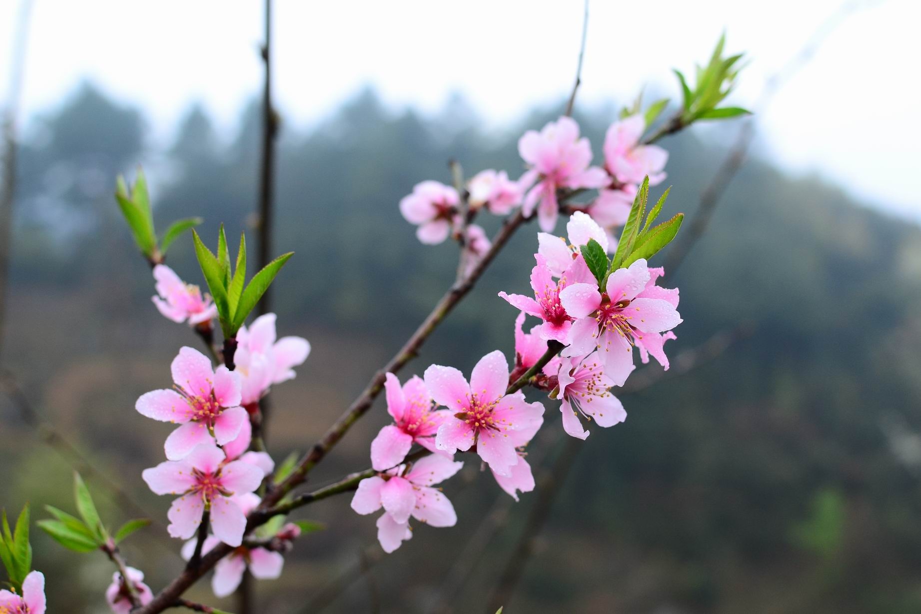 告知二月桃花运势