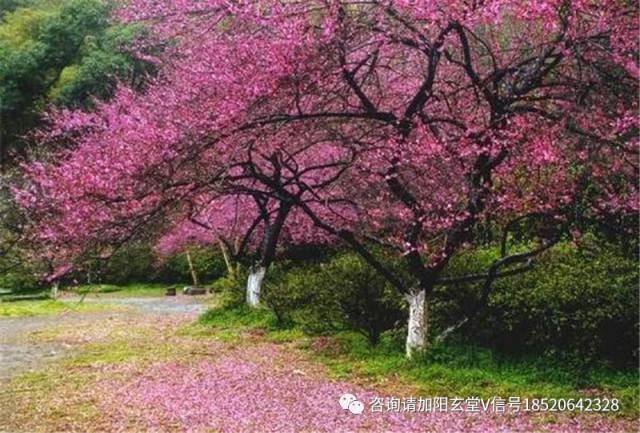 女人八字看桃花外遇