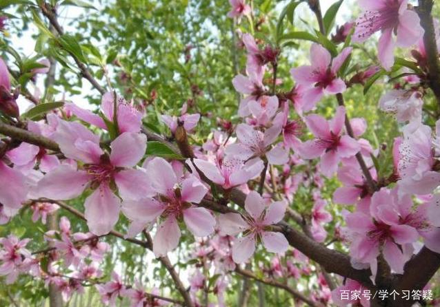 桃花运极差八字