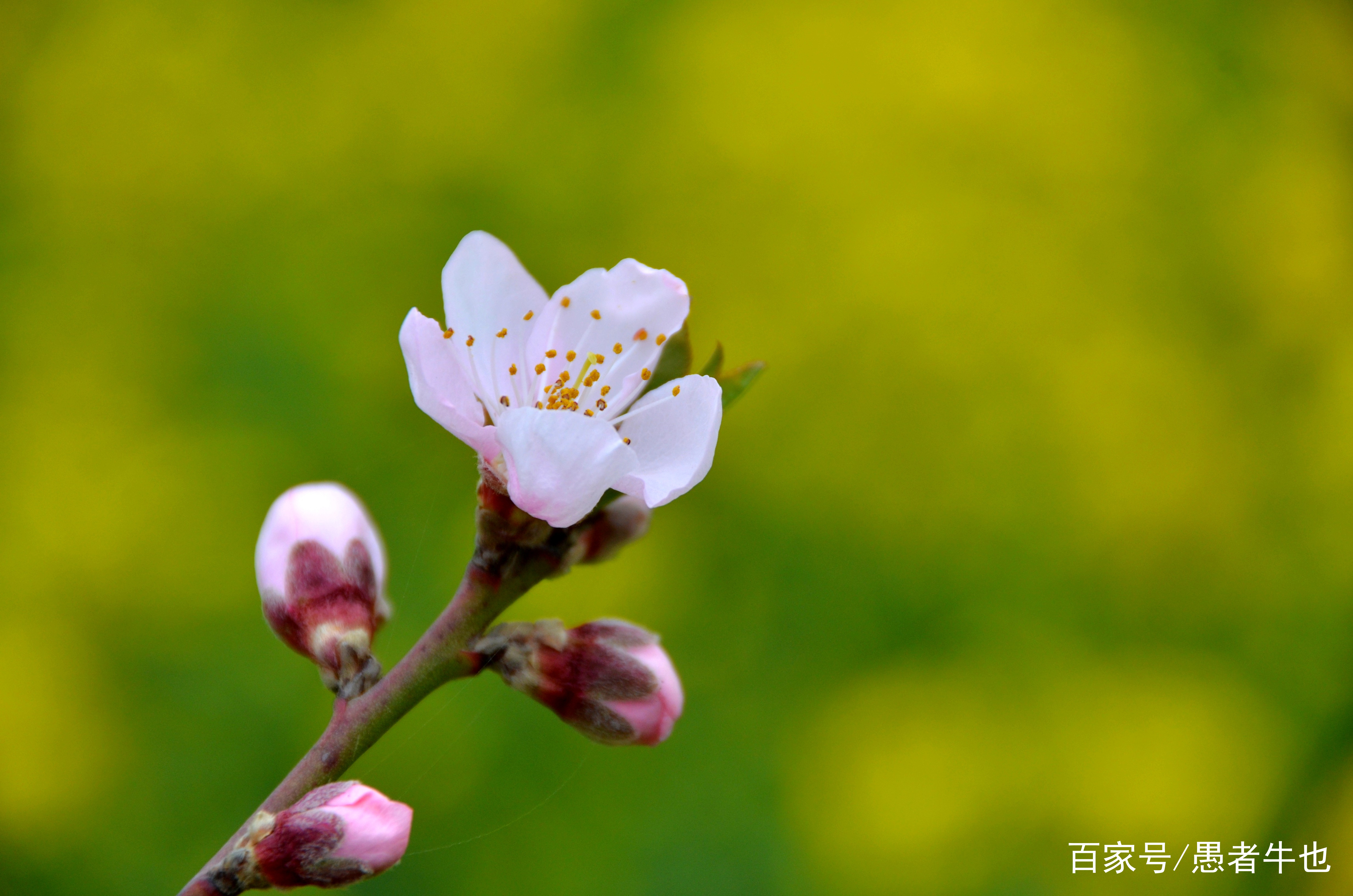鸡桃花运势