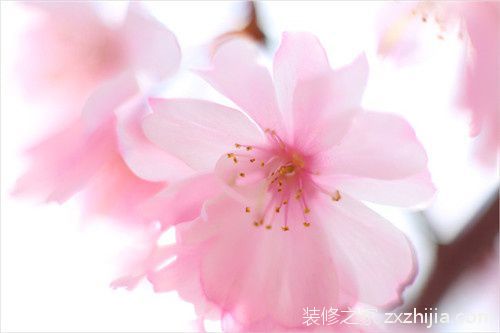 怎么能提升桃花运势