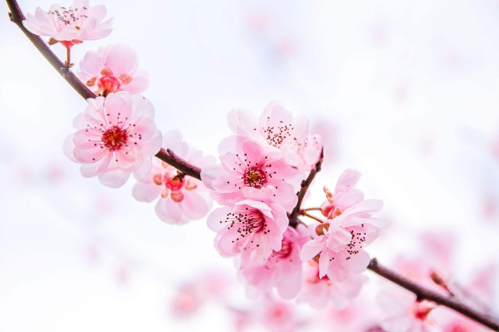12生肖本周桃花运势