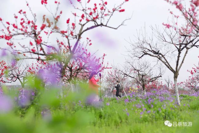 一月桃花运势极佳