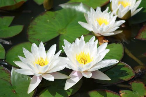 桃花运势旺上加旺