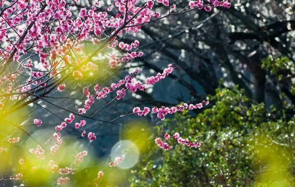 桃花运势较好